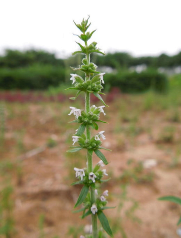 1694569839130235.png 微信圖片_.png